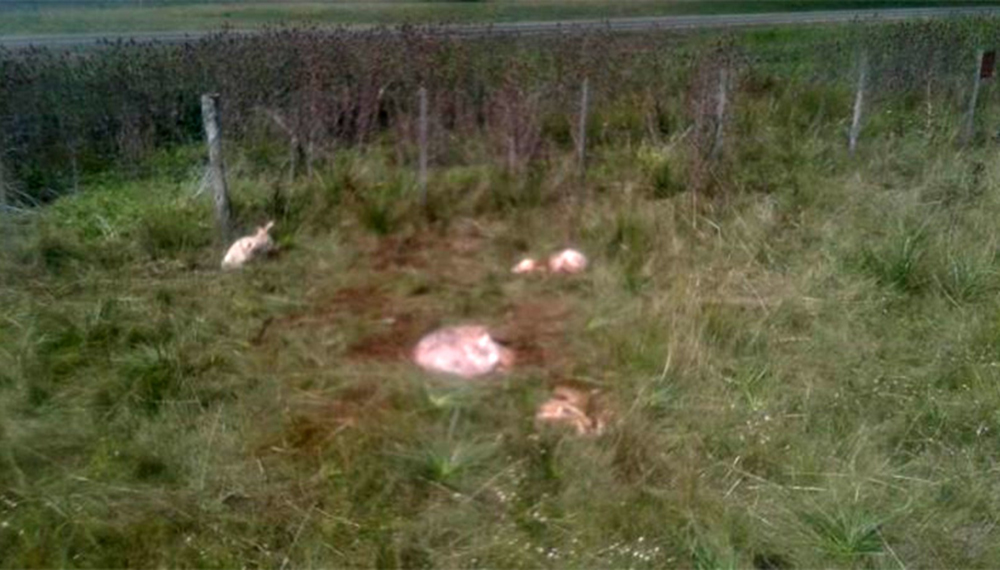 Encuentran otro equino faenado en la Zona Este.